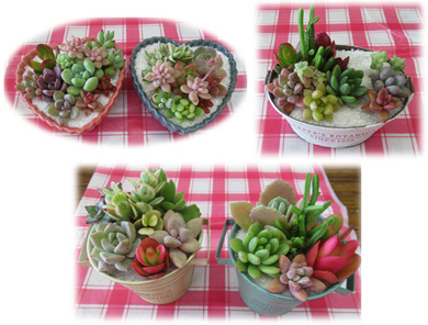 多肉植物の寄植え