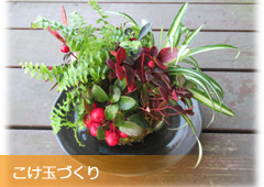 こけ玉づくり