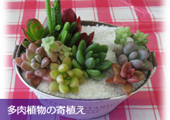 多肉植物