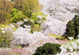 北九州市立白野江植物公園