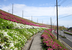 西広島Ⅲ期造成工事