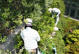 込み枝、徒長校の除去