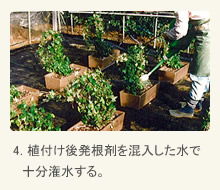 4. 植付け後発根剤を混入した水で十分潅水する。