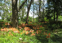 大手町の森